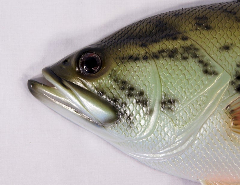 LX Handpainted Large Mouth Bass Wall Mount Decor Plaque Game Fish Replica 18" - Image 2